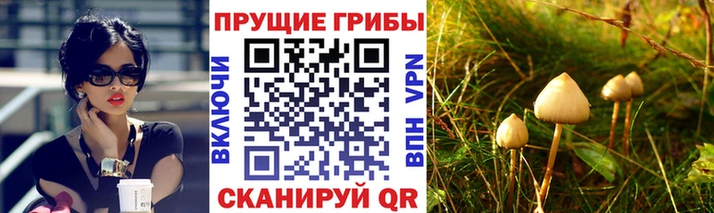 Галлюциногенные грибы Psilocybe  Купить закладки  Истра 